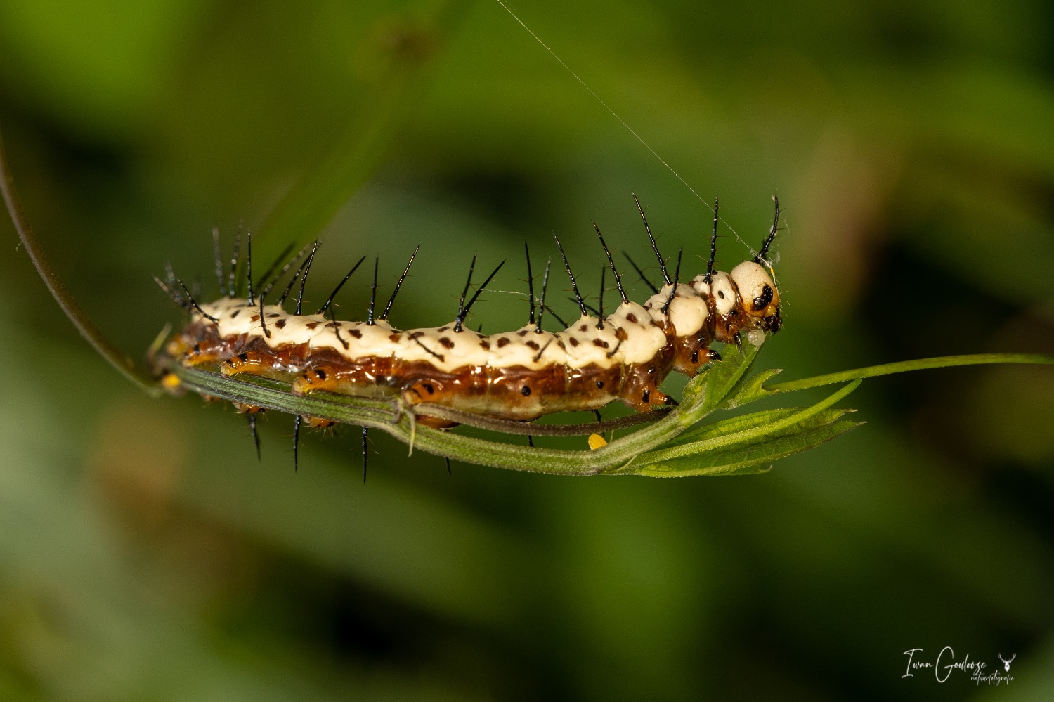  R2A3086 28 mei 2023 1611 52